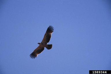tawny eagle, Aquila rapax  (Ciconiiformes: Accipitridae) - 1589344