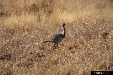 kori bustard, Ardeotis kori  (Gruiformes: Otididae) - 1589353