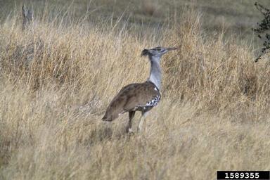 kori bustard, Ardeotis kori  (Gruiformes: Otididae) - 1589355