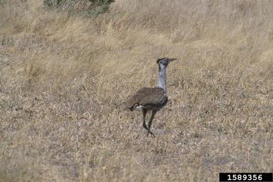 kori bustard, Ardeotis kori  (Gruiformes: Otididae) - 1589356