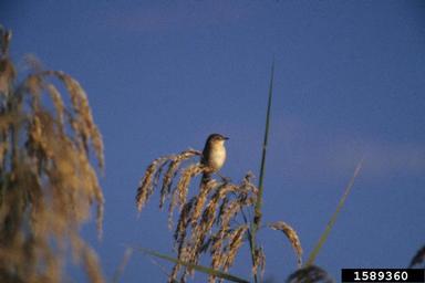 little rush warbler, Bradypterus baboecala  (Passeriformes: Sylviidae) - 1589360