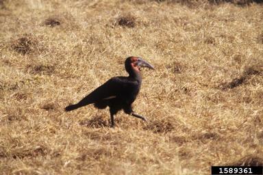 African ground hornbill, Bucorvus leadbeateri  (Bucerotiformes: Bucorvidae) - 1589361