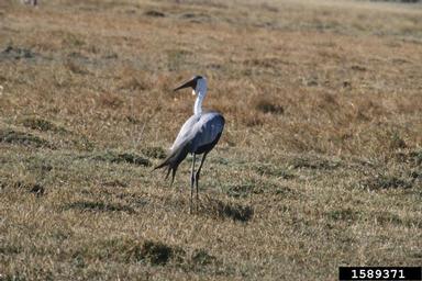 wattled crane, Bugeranus carunculatus  (Gruiformes: Gruidae) - 1589371