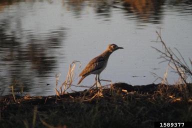 water thick-knee, Burhinus vermiculatus  (Ciconiiformes: Burhinidae) - 1589377