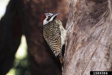 bennett's woodpecker, Campethera bennettii  (Piciformes: Picidae) - 1589384