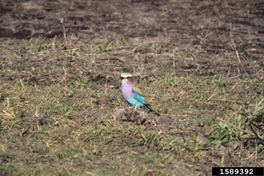 lilac-breasted roller, Coracias caudatus  (Coraciiformes: Coraciidae) - 1589392