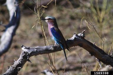lilac-breasted roller, Coracias caudatus  (Coraciiformes: Coraciidae) - 1589398