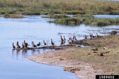 white-faced whistling-duck, Dendrocygna viduata  (Anseriformes: Dendrocygnidae) - 1589402