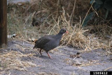 red-billed francolin, Francolinus adspersus  (Galliformes: Phasianidae) - 1589412