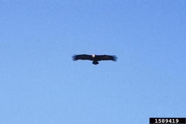 white-backed vulture, Gyps africanus  (Ciconiiformes: Accipitridae) - 1589419