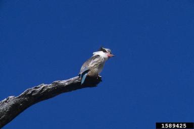 striped kingfisher, Halcyon chelicuti  (Coraciiformes: Alcedinidae) - 1589425