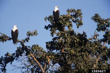 African fish eagle, Haliaeetus vocifer  (Ciconiiformes: Accipitridae) - 1589427