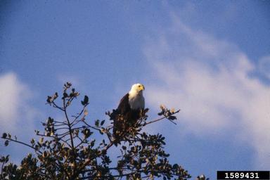 African fish eagle, Haliaeetus vocifer  (Ciconiiformes: Accipitridae) - 1589431