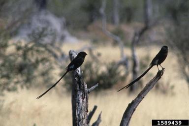 long-tailed shrike, Lanius schach  (Passeriformes: Laniidae) - 1589439
