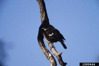 arnot's chat, Myrmecocichla arnotti  (Passeriformes: Muscicapidae) - 1589444