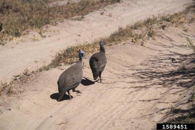 helmeted guineafowl, Numida meleagris  (Galliformes: Numididae) - 1589451