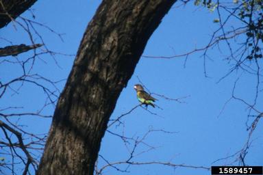 meyer's parrot, Poicephalus meyeri  (Psittaciformes: Psittacidae) - 1589457