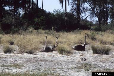 ostrich, Struthio camelus australis (Struthioniformes: Struthionidae) - 1589475