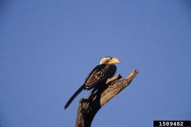 southern yellow-billed hornbill, Tockus leucomelas  (Bucerotiformes: Bucerotidae) - 1589482