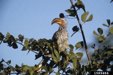 southern yellow-billed hornbill, Tockus leucomelas  (Bucerotiformes: Bucerotidae) - 1589484