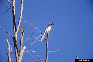 African grey hornbill, Tockus nasutus  (Bucerotiformes: Bucerotidae) - 1589486
