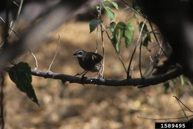white-rumped babbler, Turdoides leucopygius  (Passeriformes: Sylviidae) - 1589495