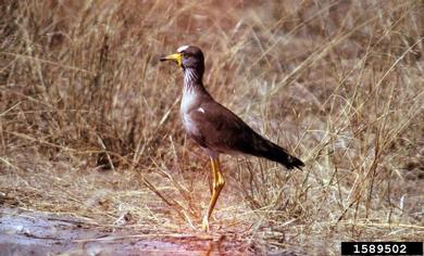 African wattled lapwing, Vanellus senegallus  (Ciconiiformes: Charadriidae) - 1589502