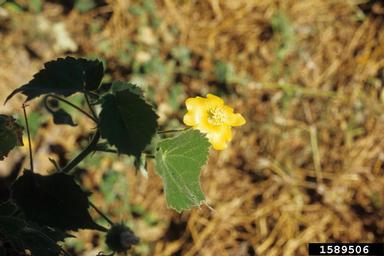 elephant's ear, Abutilon angulatum  (Malvales: Malvaceae) - 1589506