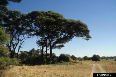 acacia, Acacia trotilis ssp. heteracantha (Fabales: Fabaceae (Leguminosae)) - 1589509