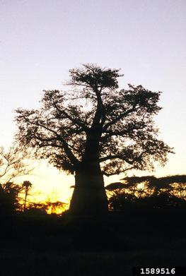 baobab tree/ monkey bread tree, Adansonia digitata  (Malvales: Bombacaceae) - 1589516