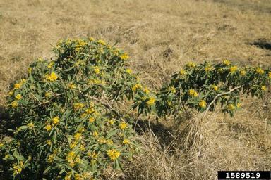 wing-stemmed daisy, Calostephane divaricata  (Asterales: Asteraceae) - 1589519