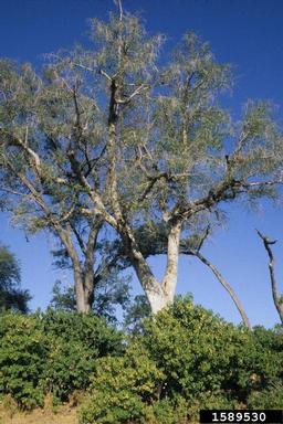 sycamore fig, Ficus sycomorus  (Urticales: Moraceae) - 1589530