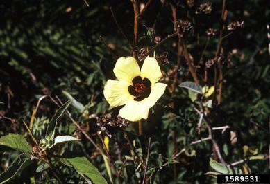 lemonyellow rosemallow, Hibiscus calyphyllus  (Malvales: Malvaceae) - 1589531