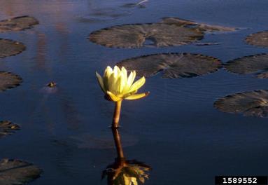 blue water lily, Nymphaea nouchali var. caerulea (Nymphaeales: Nymphaeaceae) - 1589552