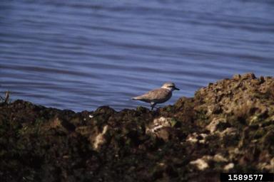 white-fronted plover, Charadrius marginatus  (Ciconiiformes: Charadriidae) - 1589577