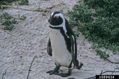 African penguin, Spheniscus demersus  (Ciconiiformes: Spheniscidae) - 1589634