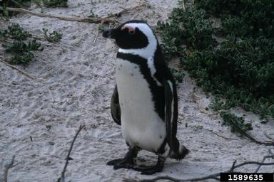 African penguin, Spheniscus demersus  (Ciconiiformes: Spheniscidae) - 1589635