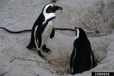 African penguin, Spheniscus demersus  (Ciconiiformes: Spheniscidae) - 1589636