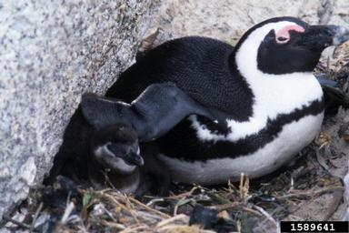 African penguin, Spheniscus demersus  (Ciconiiformes: Spheniscidae) - 1589641