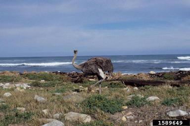 ostrich, Struthio camelus australis (Struthioniformes: Struthionidae) - 1589649