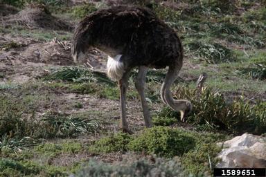 ostrich, Struthio camelus australis (Struthioniformes: Struthionidae) - 1589651