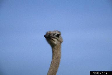 ostrich, Struthio camelus australis (Struthioniformes: Struthionidae) - 1589652