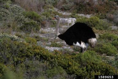 ostrich, Struthio camelus australis (Struthioniformes: Struthionidae) - 1589653
