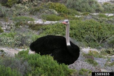 ostrich, Struthio camelus australis (Struthioniformes: Struthionidae) - 1589655