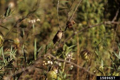black-crowned tchagra, Tchagra senegala  (Passeriformes: Malaconotidae) - 1589657