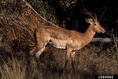 impala, Aepyceros melampus  (Artiodactyla: Bovidae) - 1589682