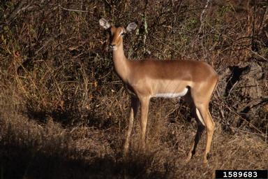 impala, Aepyceros melampus  (Artiodactyla: Bovidae) - 1589683