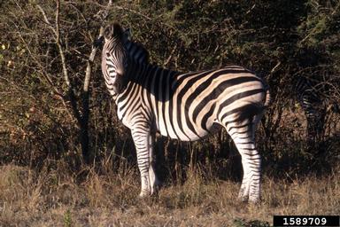 Plains zebra, Equus burchellii  (Perissodactyla: Equidae) - 1589709