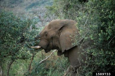 African Elephant, Loxodonta africana  (Proboscidea: Elephantidae) - 1589733