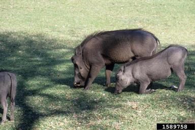 savanna warthog, Phacochoerus africanus  (Artiodactyla: Suidae) - 1589758